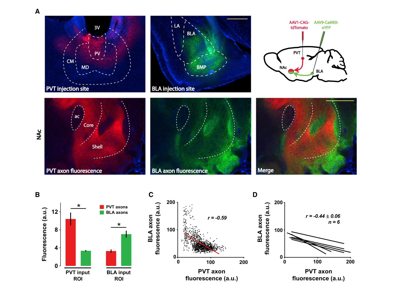 Thalamic (PVT) and amygdala (BLA) axons innervate distinct areas of the nucleus accumbens. Lafferty et al., Cell Reports 2020, Fig. 3 (CC BY-NC-ND 4.0).