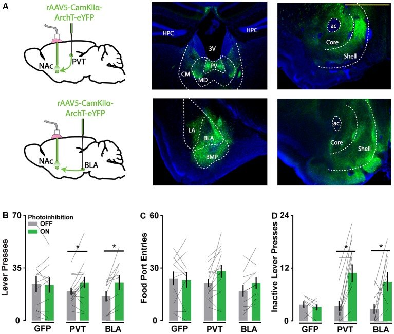ArchT-mediated inhibition of thalamic and amygdala axons in the nucleus accumbens. Lafferty & Britt, Front. Neural Circuits 2020, Fig. 1 (CC BY 4.0).
