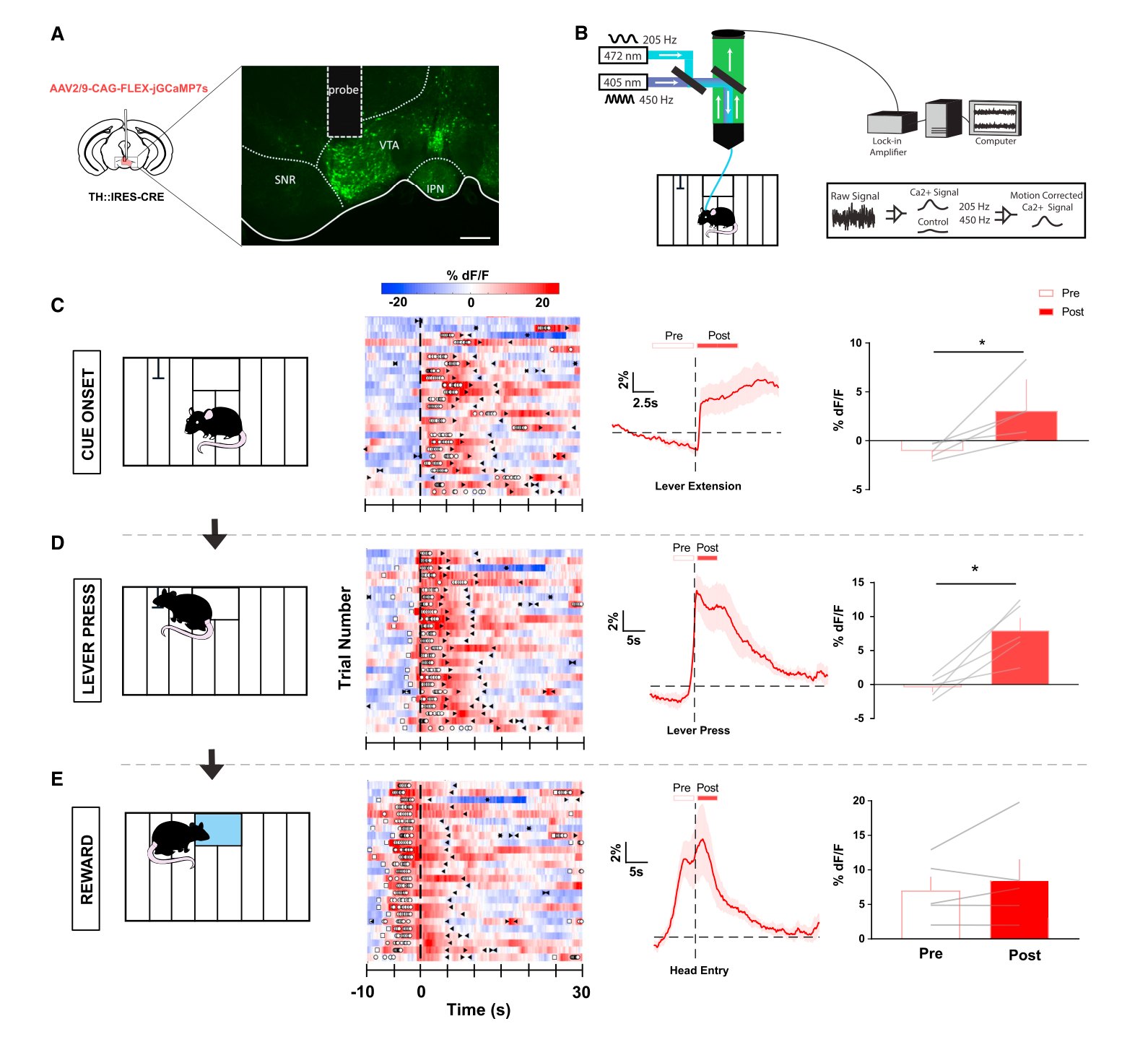 Dopamine neuron activity during lever presentation, lever pressing and reward. Mendoza et al., Cell Reports 2019, Fig. 1 (CC BY 4.0).