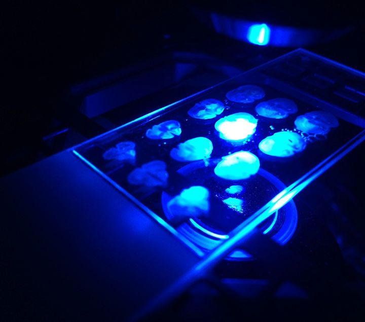 Brain sections in a multi-well plate glowing under blue excitation light.