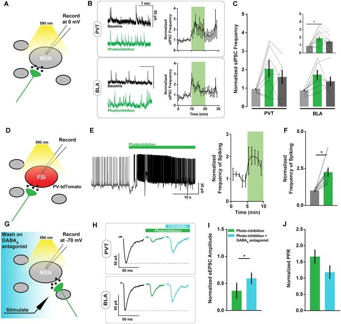 Slice recording schematics and traces showing increased spontaneous release and interneuron activity during ArchT illumination.