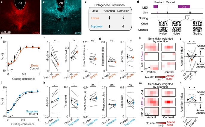 Multi-panel figure showing dorsal raphe sections and behavioural effects of optogenetic excitation and suppression on attention.