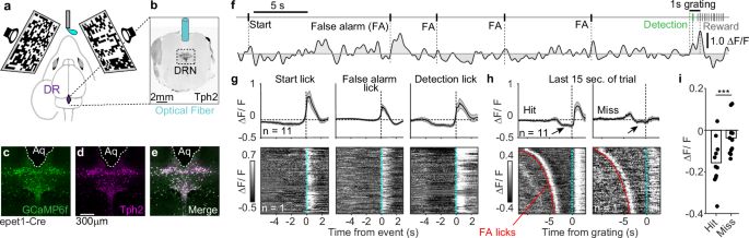 Figure showing the task, fiber photometry from dorsal raphe neurons, and activity aligned to trial events.