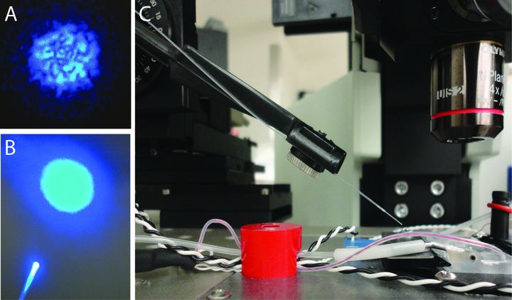 Four panels showing blue light at a fibre tip, a lit fibre end, and an optical setup on a breadboard.