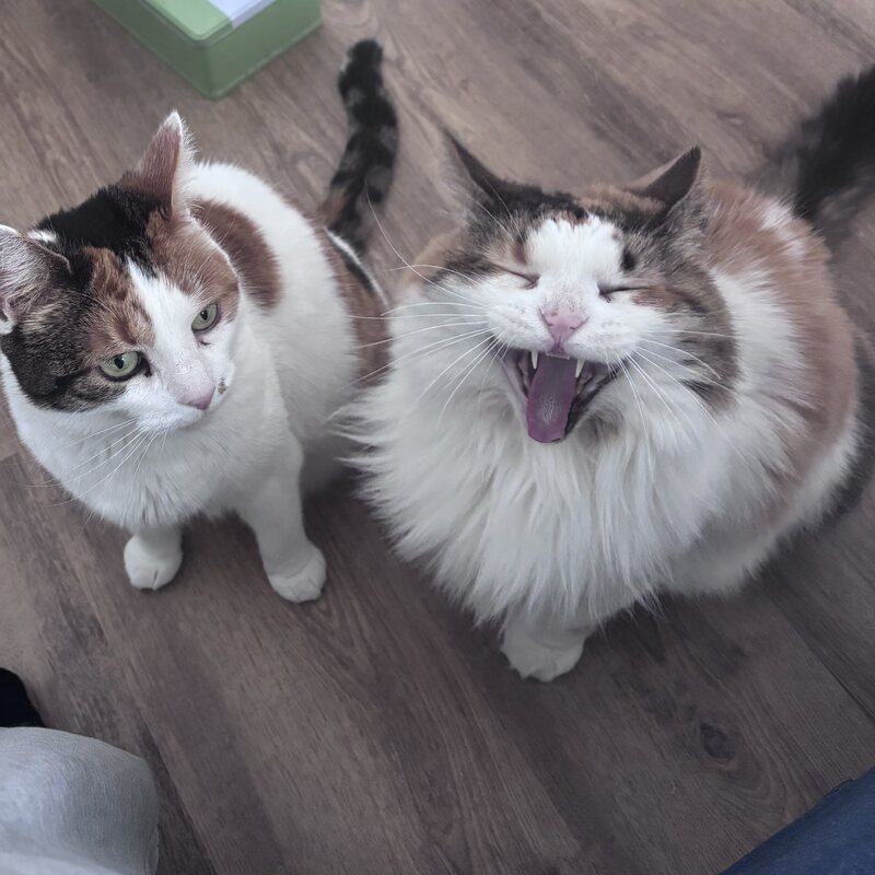 Cats (with Eza-Marie Lambert)