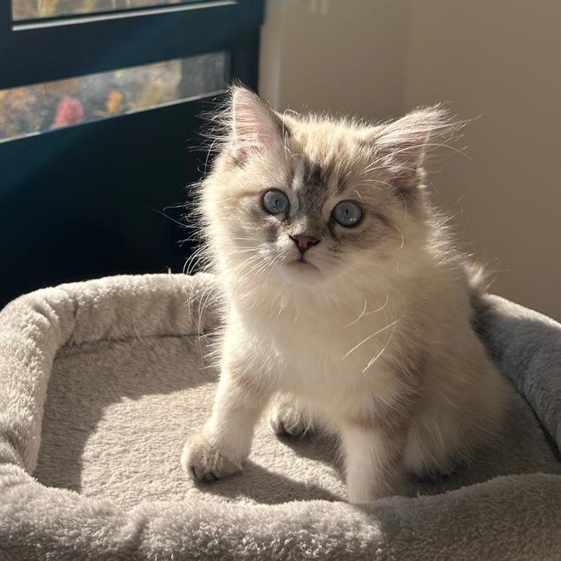 Cat (with Luna Alkabra)