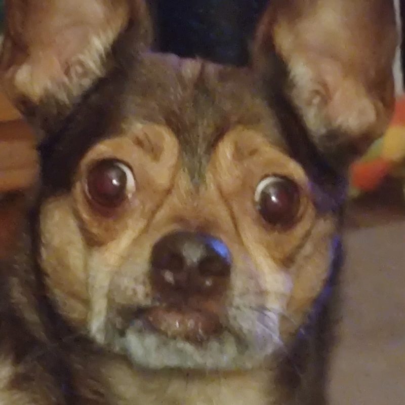 Dog (with Madeleine Morris)