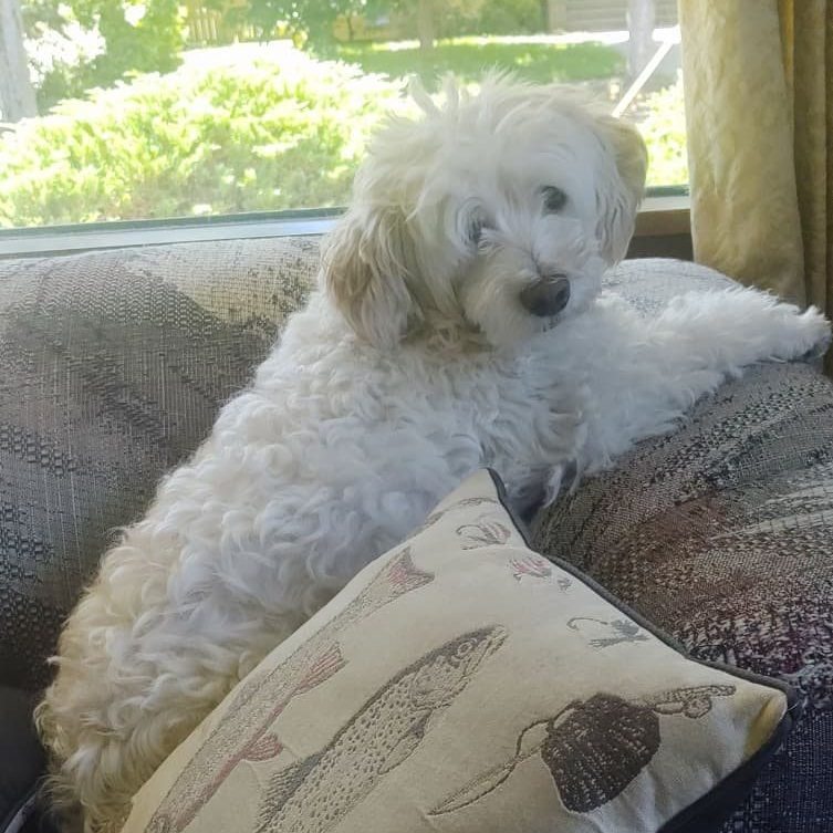 Dog (with Madeleine Morris)