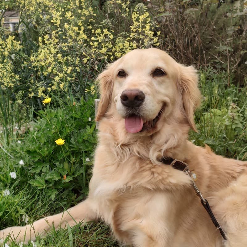 Dog (with Madeleine Morris)