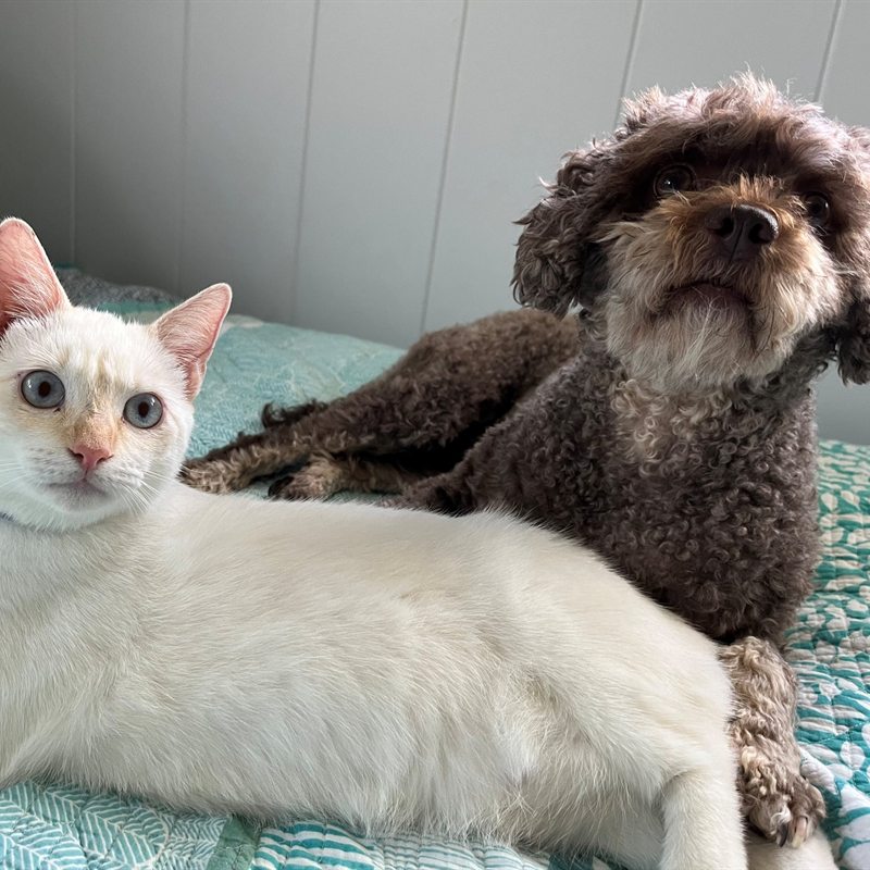 Cat and dog (with Tess Hetherington)