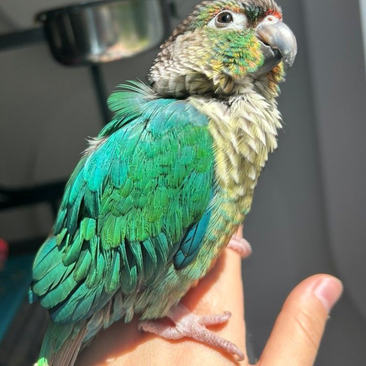 Conure (with Victoria Norton-Poulin)