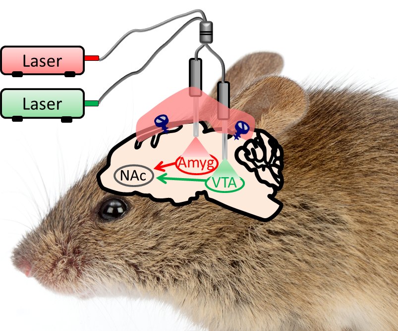 Optical stimulation of accumbens, amygdala and VTA circuits in the mouse. Illustration from the lab's original gallery.