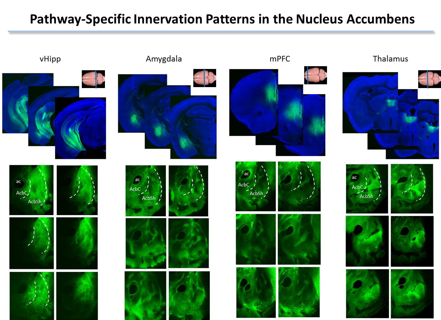 Pathway-specific innervation patterns in the nucleus accumbens.